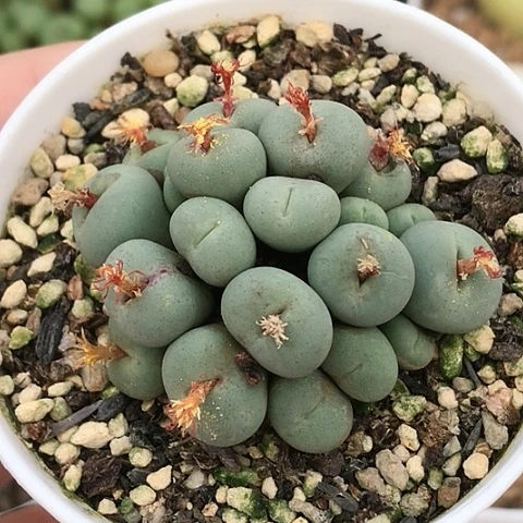 多肉肉锥 20头Rr723红嘴