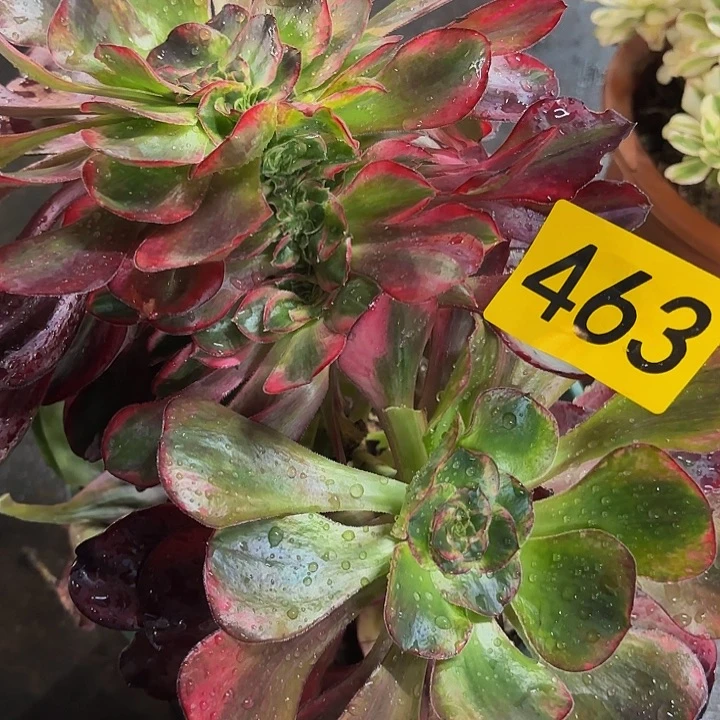 多肉植物福利463