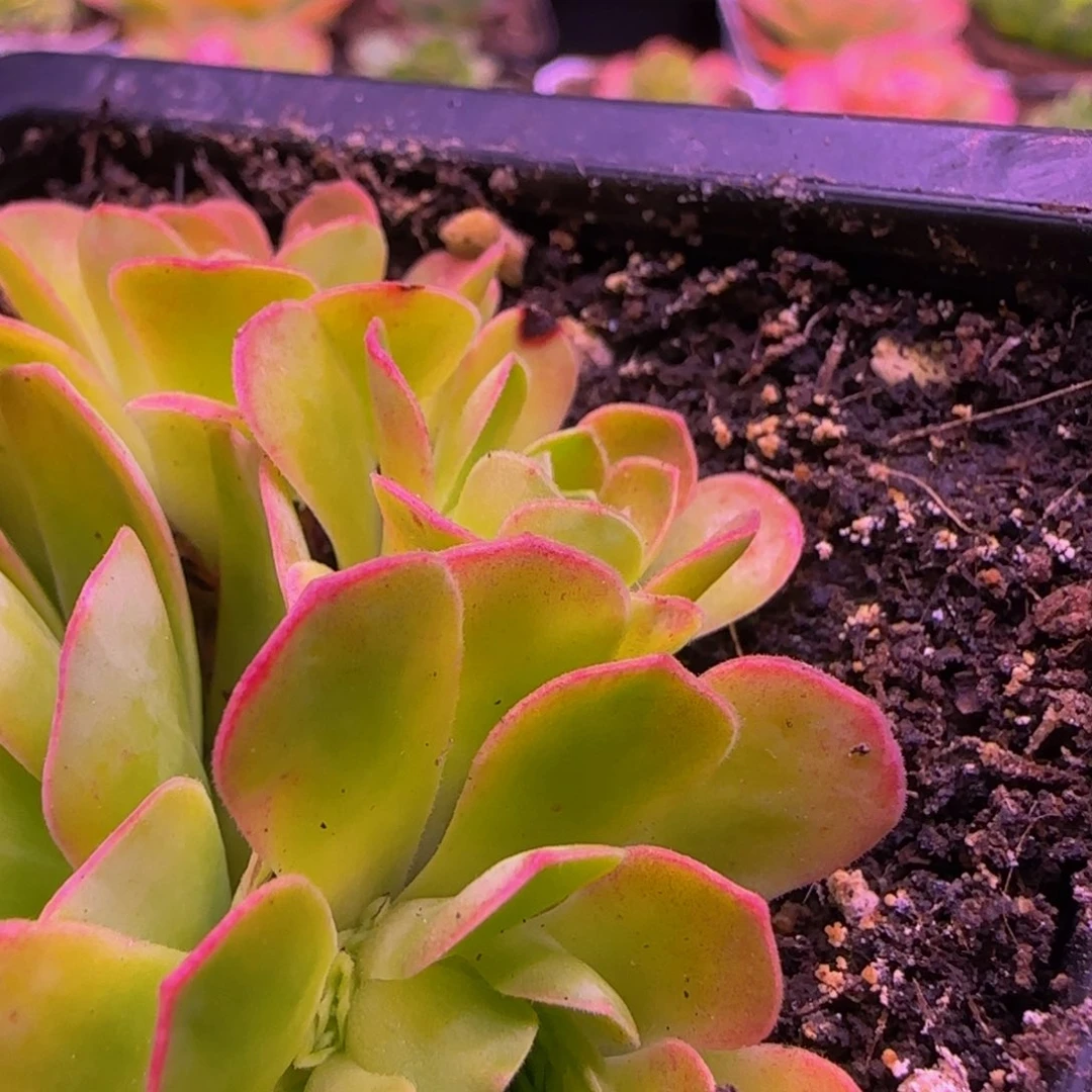 嫣*幻影侧芽122435645567543