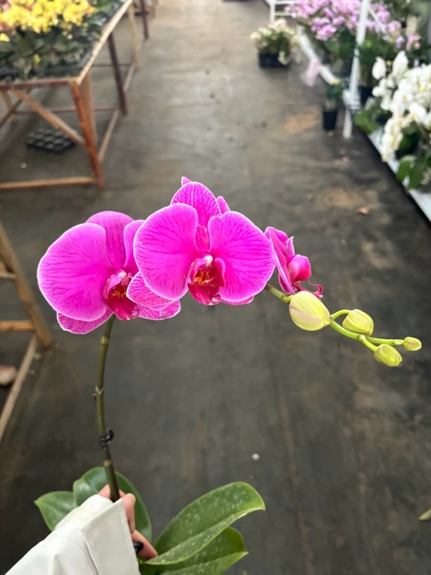 恭喜发财——蝴蝶兰 开花发货 室内绿植