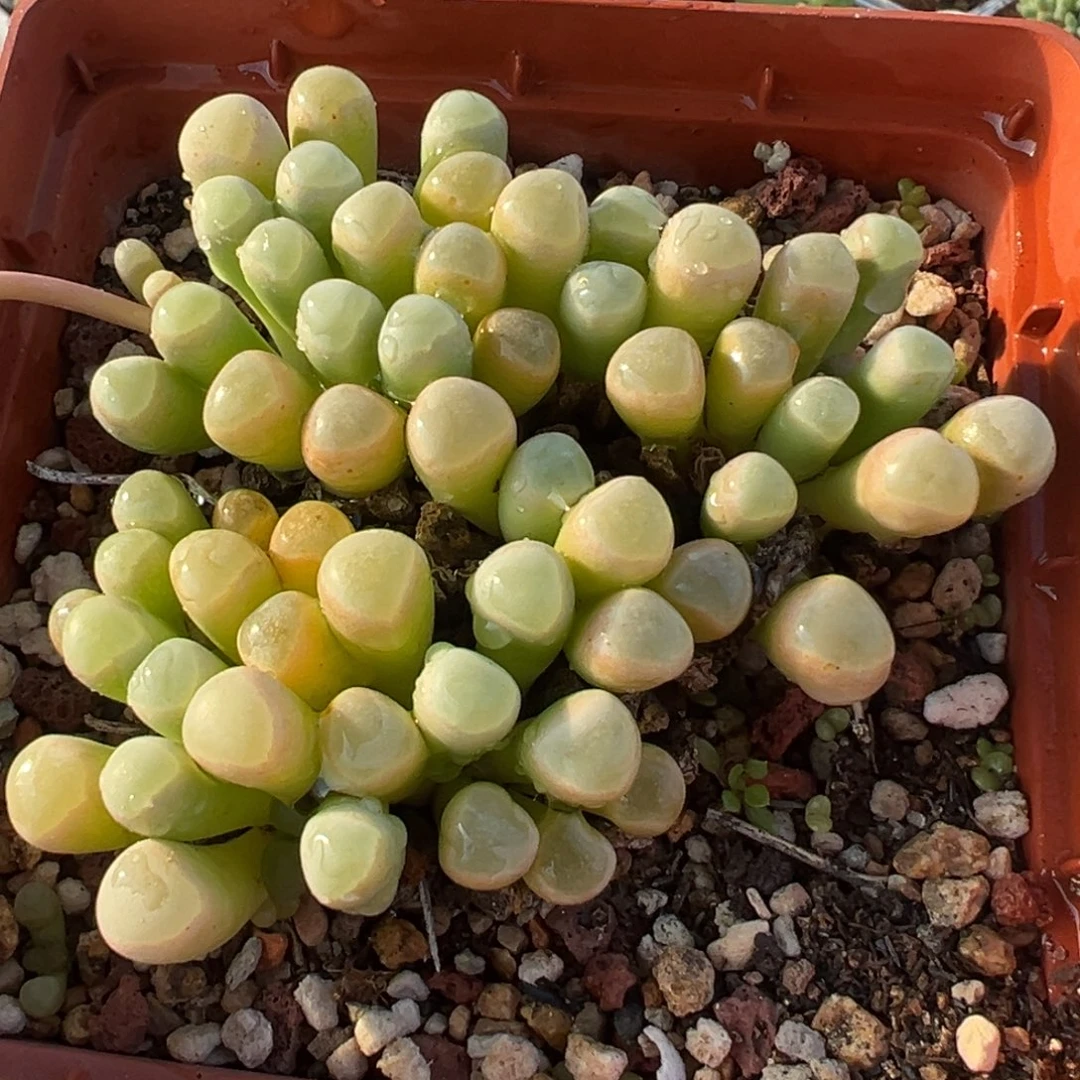 052多肉植物种类多样