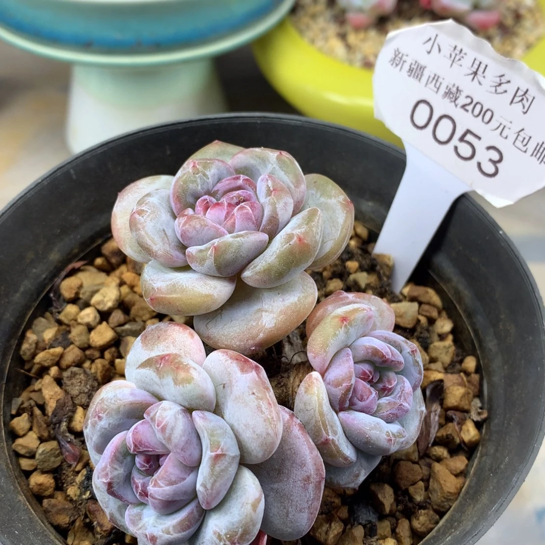 绿底紫心8cm3头多肉