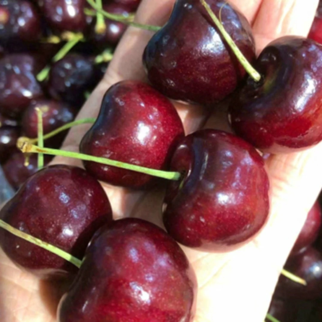 【新疆包邮】智利海运车厘子瑞吉纳3J/2.5公斤 内附果径卡