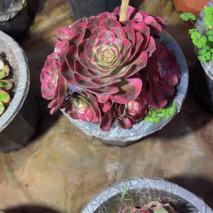 云南鸿运法师多肉