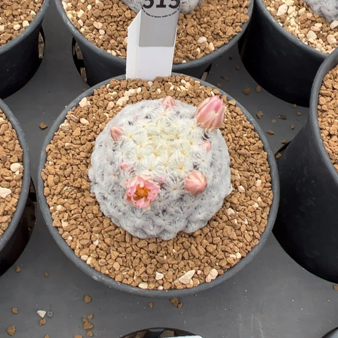 仏头白星多肉植物带盆土515