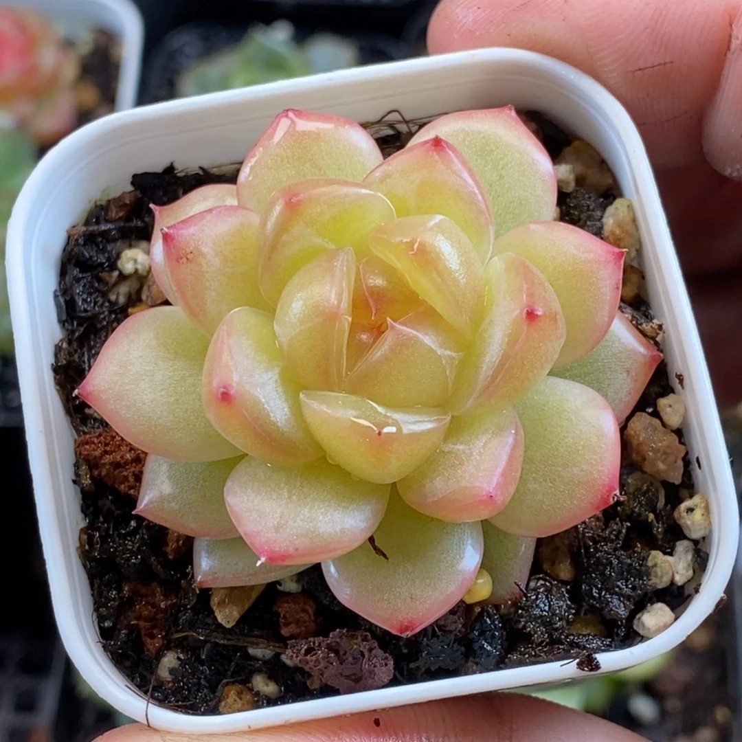 天官赐福百无禁忌