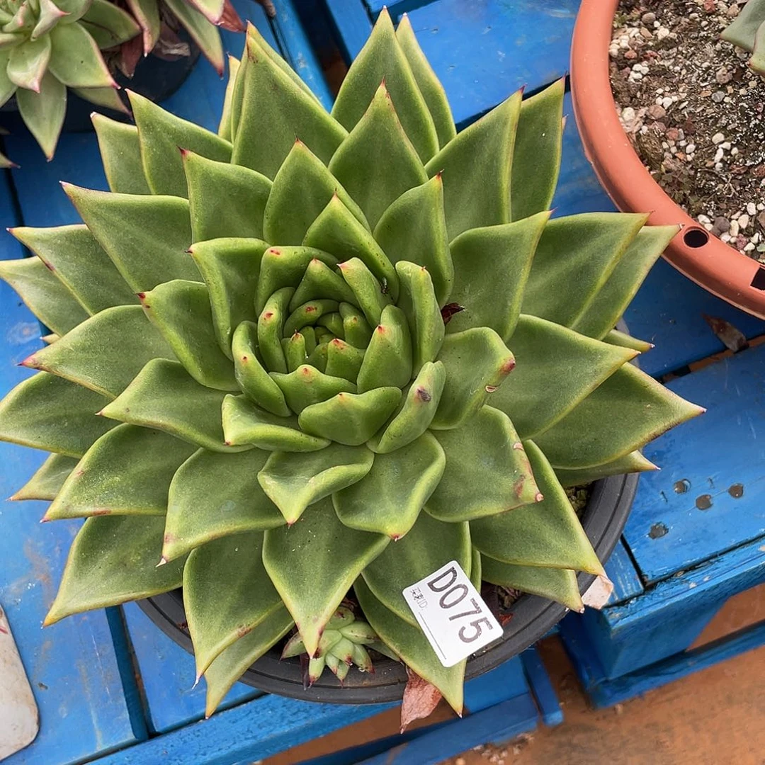 若如东云单拍D075