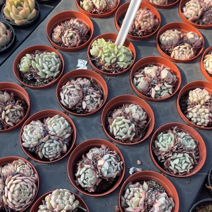 飞行少年三头群一颗量拍多肉满20包邮下午发