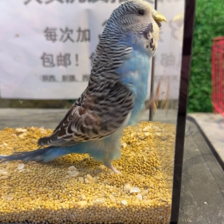 虎皮鹦鹉大头虎皮鹦鹉