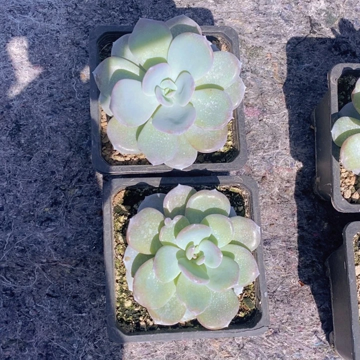 韩版奶茶2颗一组111