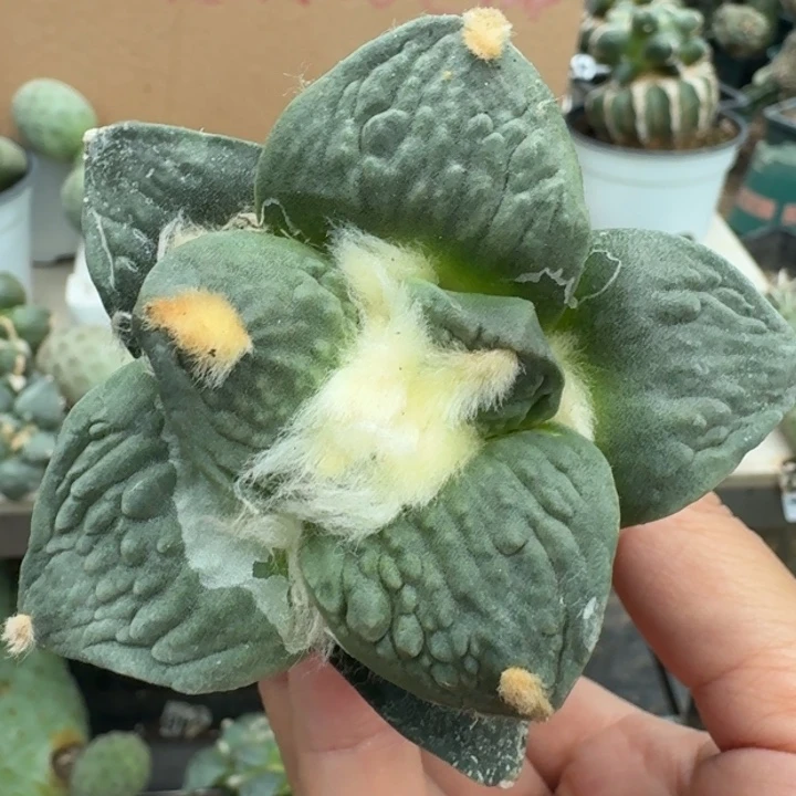 【闪购商品】无花朵大型牛蛇怒涛499