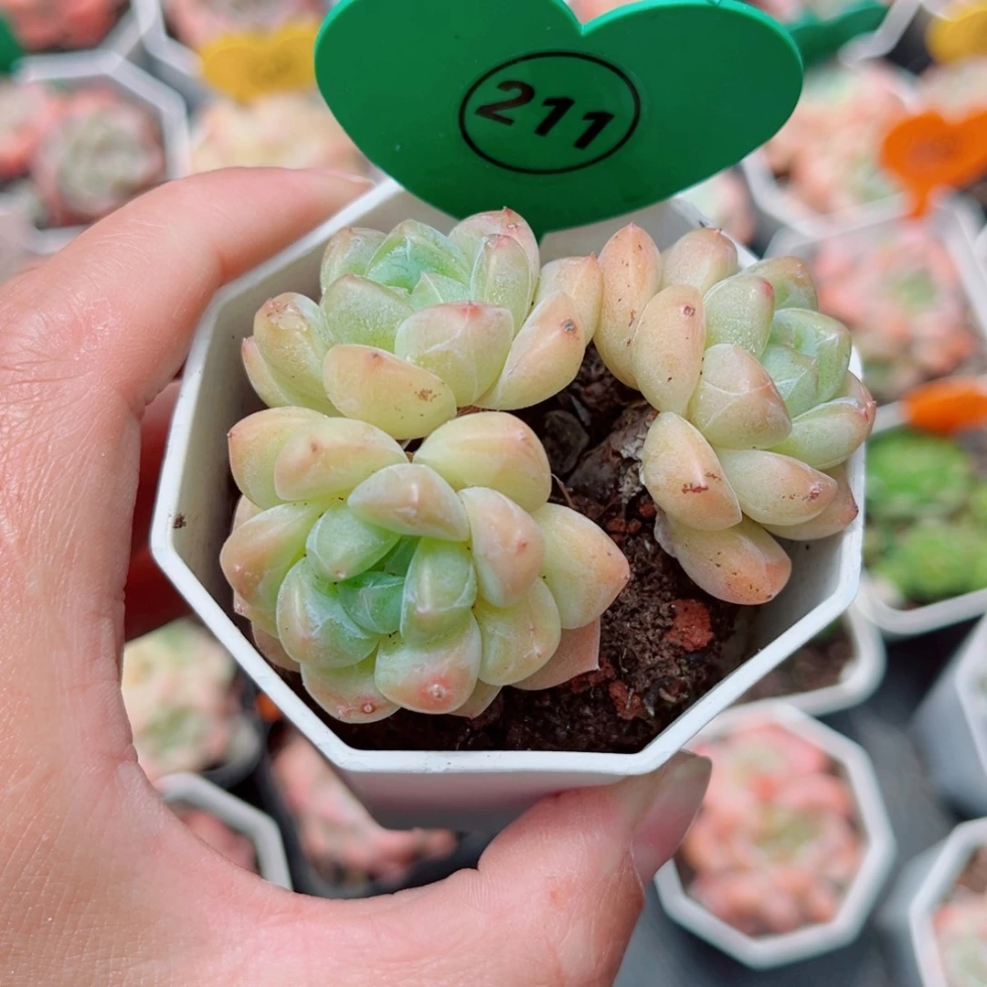 ****瓜211号小老桩糖心群