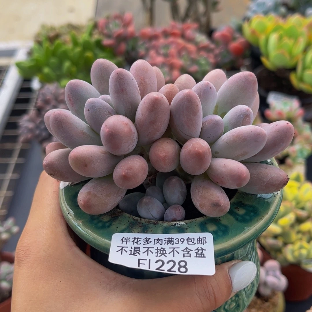 228-汤圆多肉多肉8cm多肉