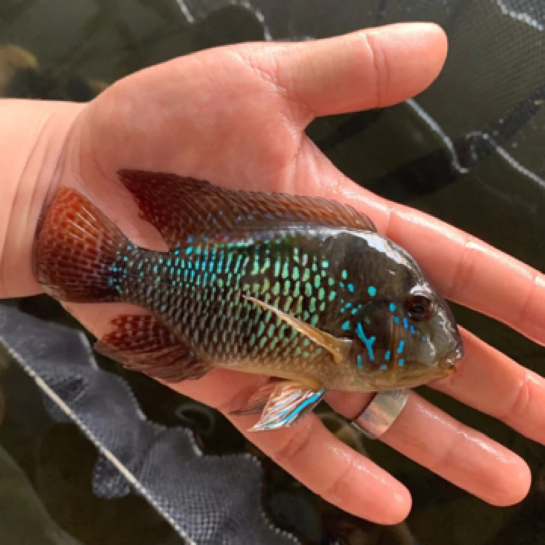 美杜莎甄选｜伊波拉关刀食土雕鱼淡水鱼观赏鱼热带鱼