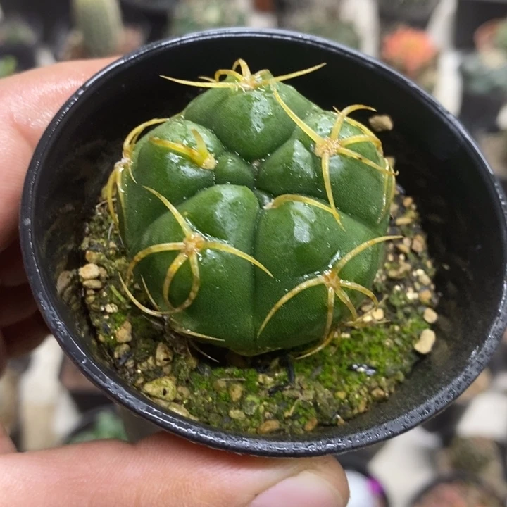 实生五棱高木特价