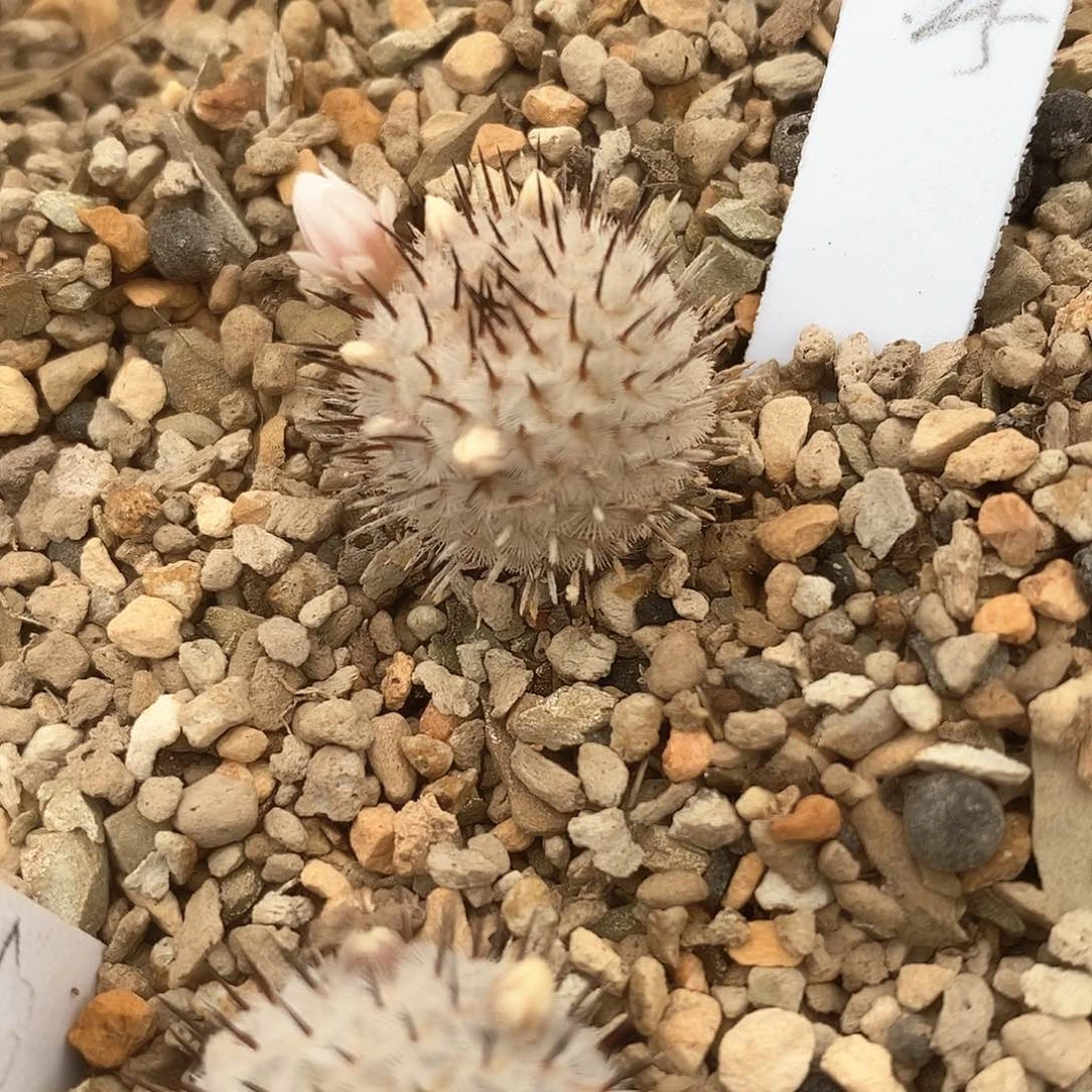 鱼**べ土土土花花花花花花花花