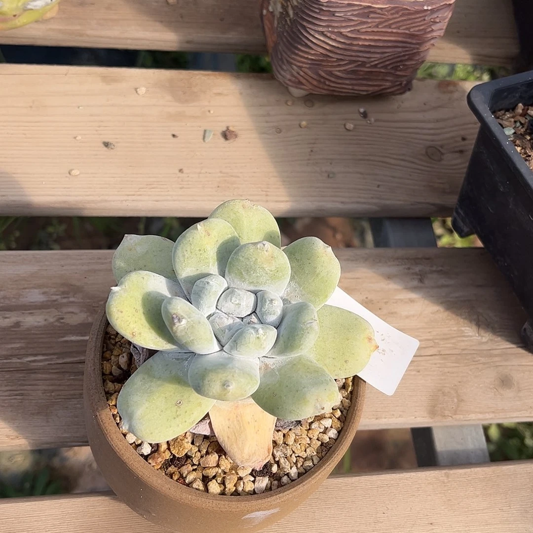 小鹿多肉一物一拍