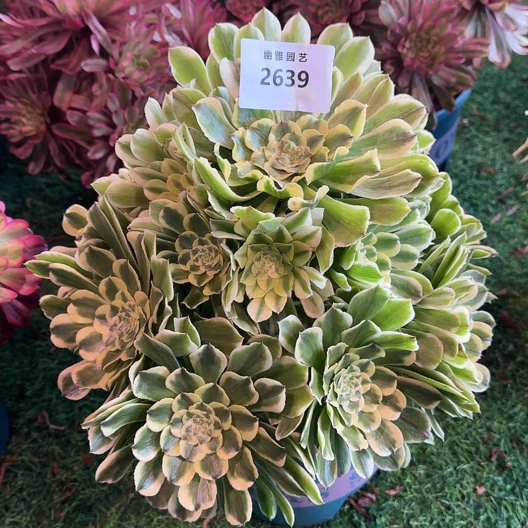 李****?多肉植物绿体舞天姬2639