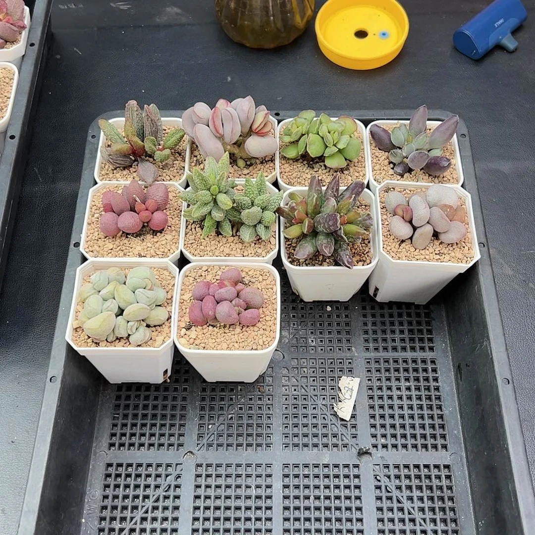昨****来152水泡10颗多s肉植物