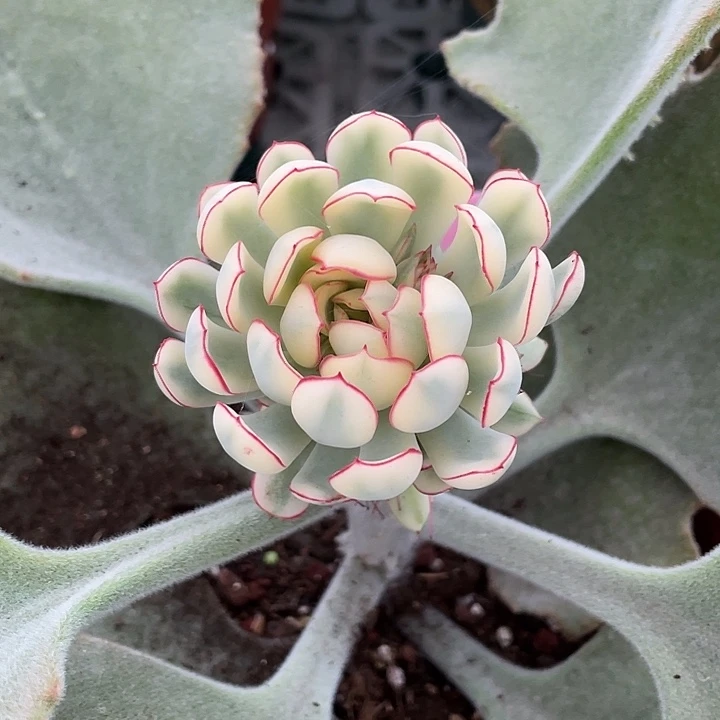 梦幻玫瑰锦一物一拍锦龙