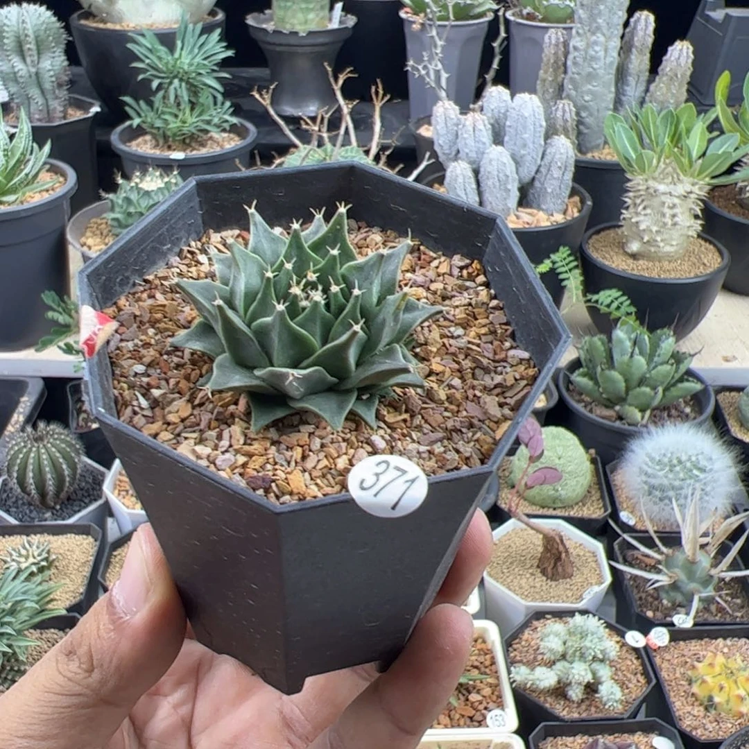 帝冠实生4.2一物一拍脱土发