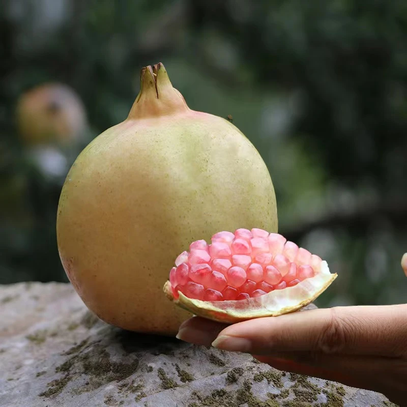突尼斯软籽石榴新鲜应季水果现摘现发云南发货