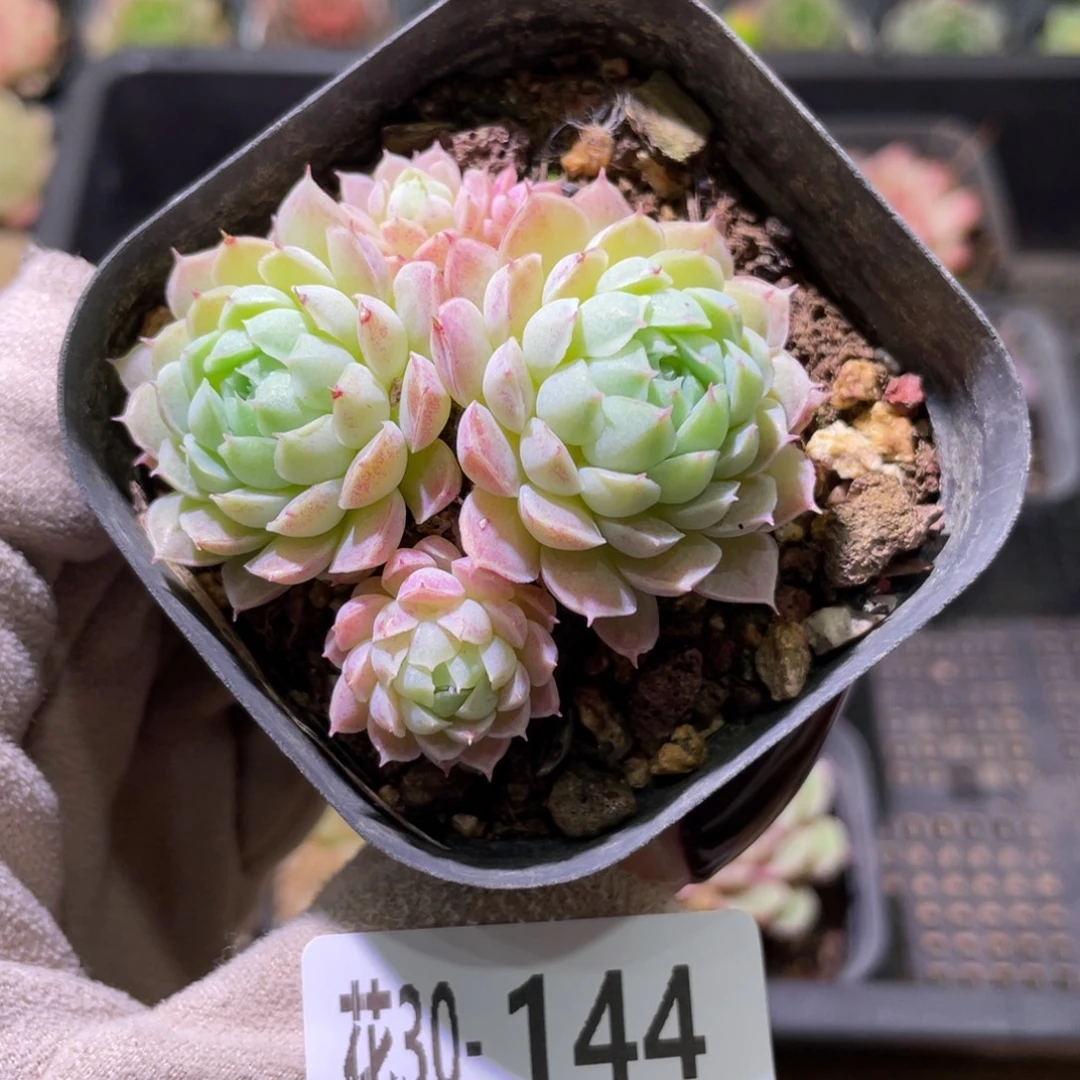 花利美30-144羊脂球