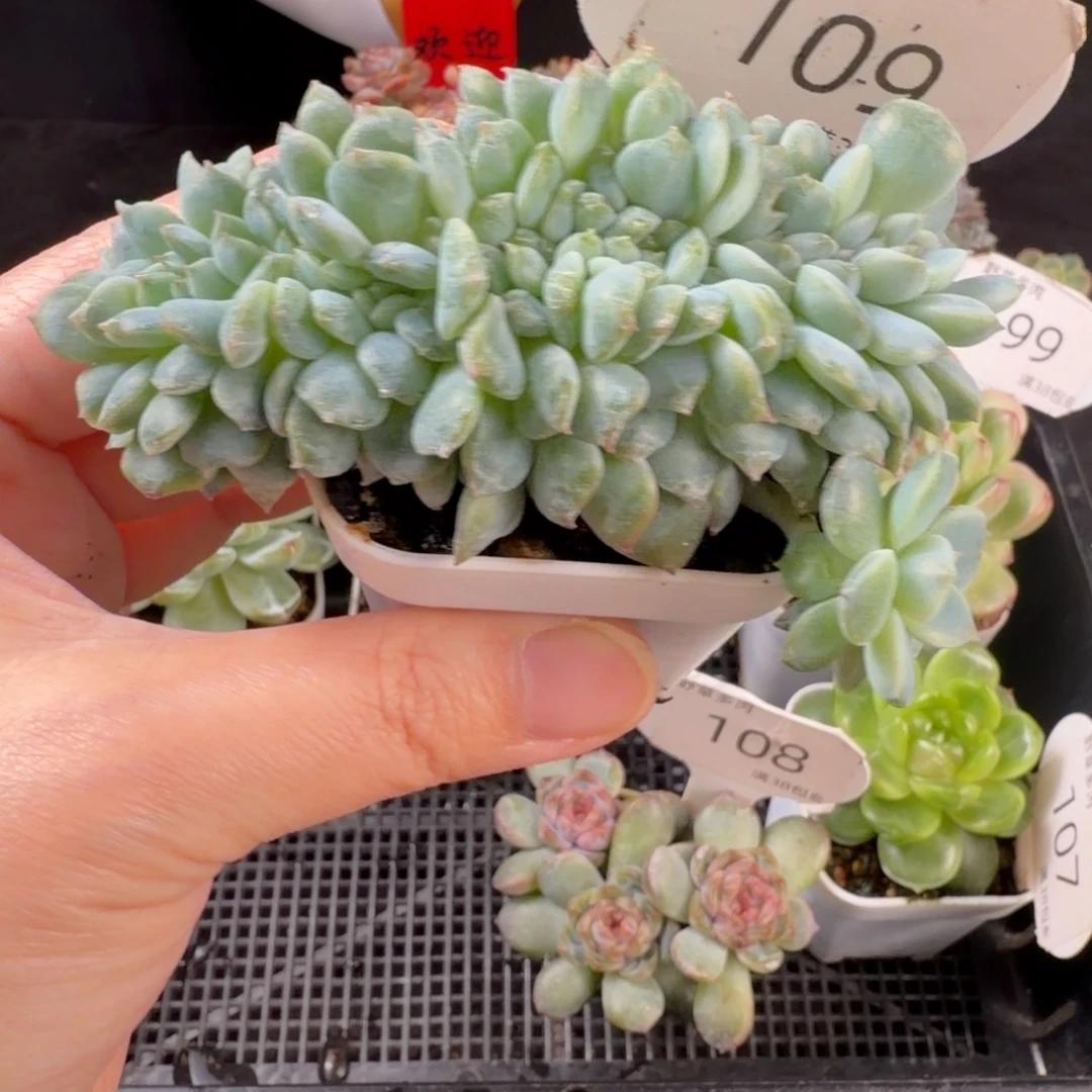 冰魄缀化109号福利