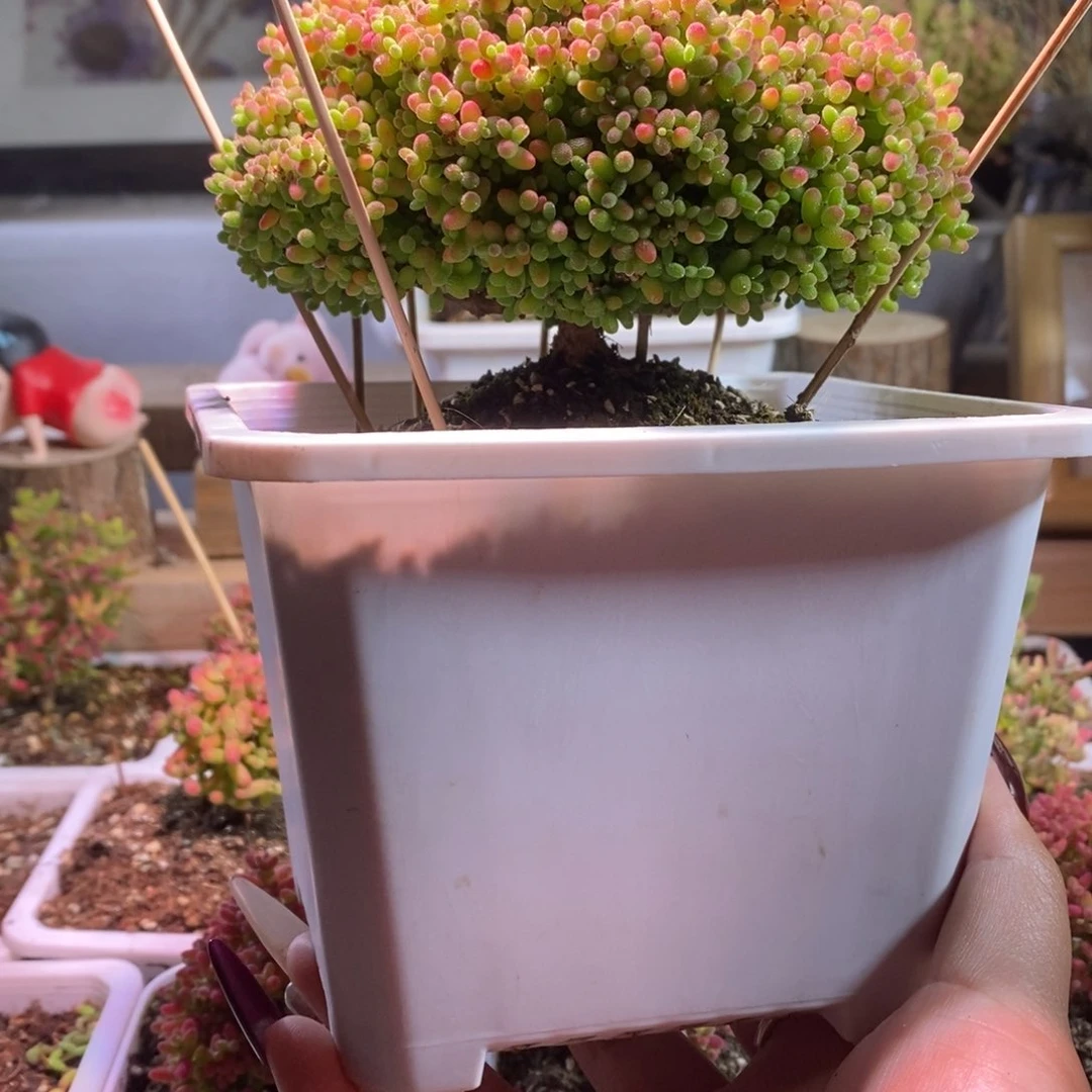 蜜橘带盆土发货一物一拍