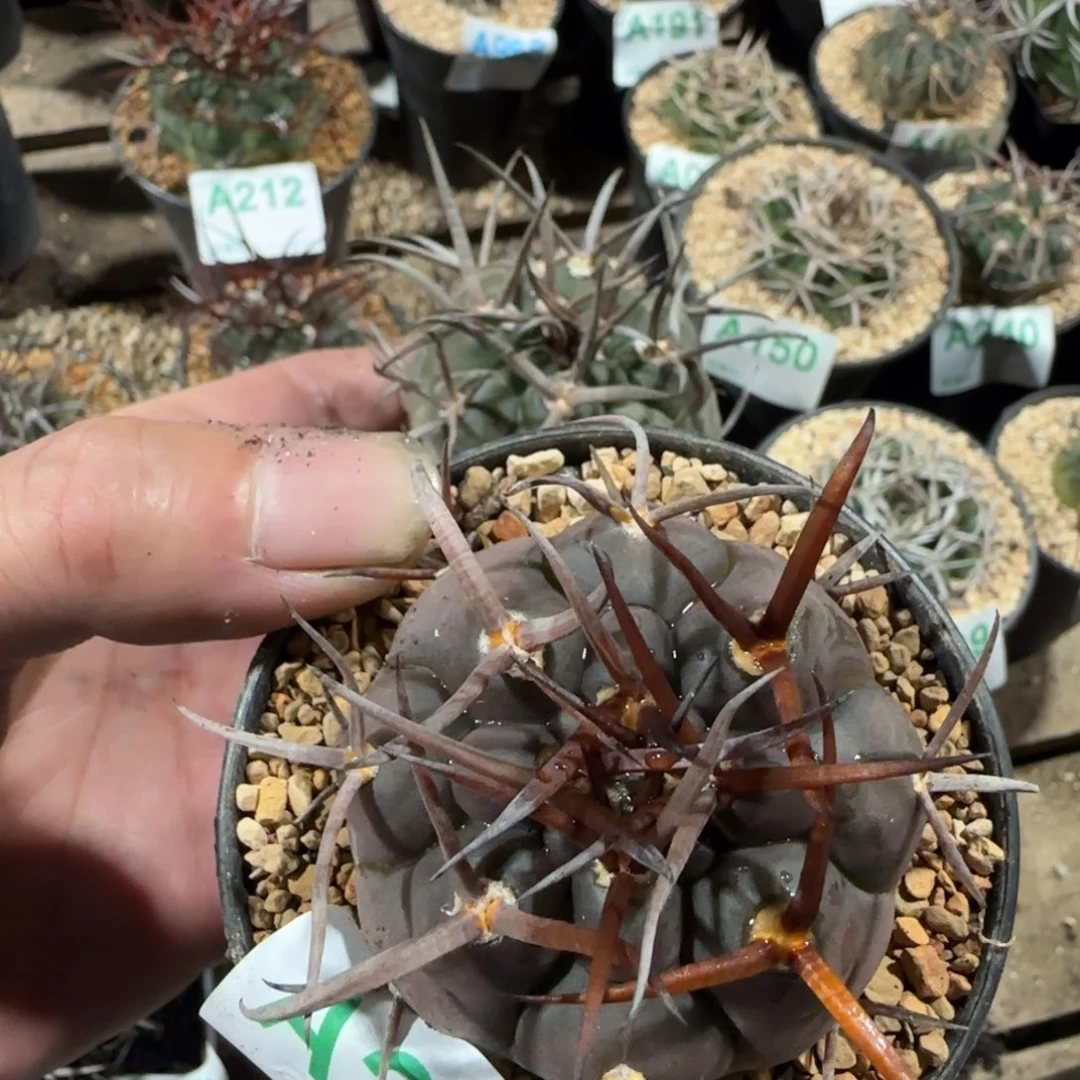 咕***噜摩天龙 实生仙人球202 276