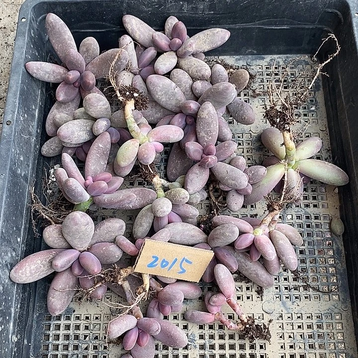 依***恋无花朵2015号一物一拍糖果