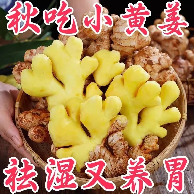 正宗高山老品种小黄姜现挖月子姜当季蔬菜炒菜煲汤辛辣十足