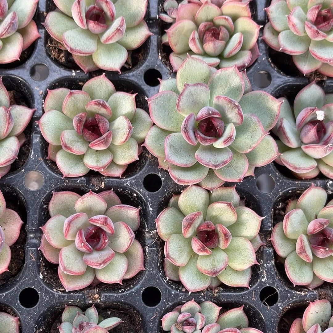 精品珊果珍妮多肉植物