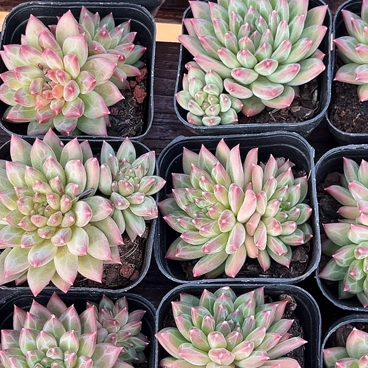 双头        甲骨文