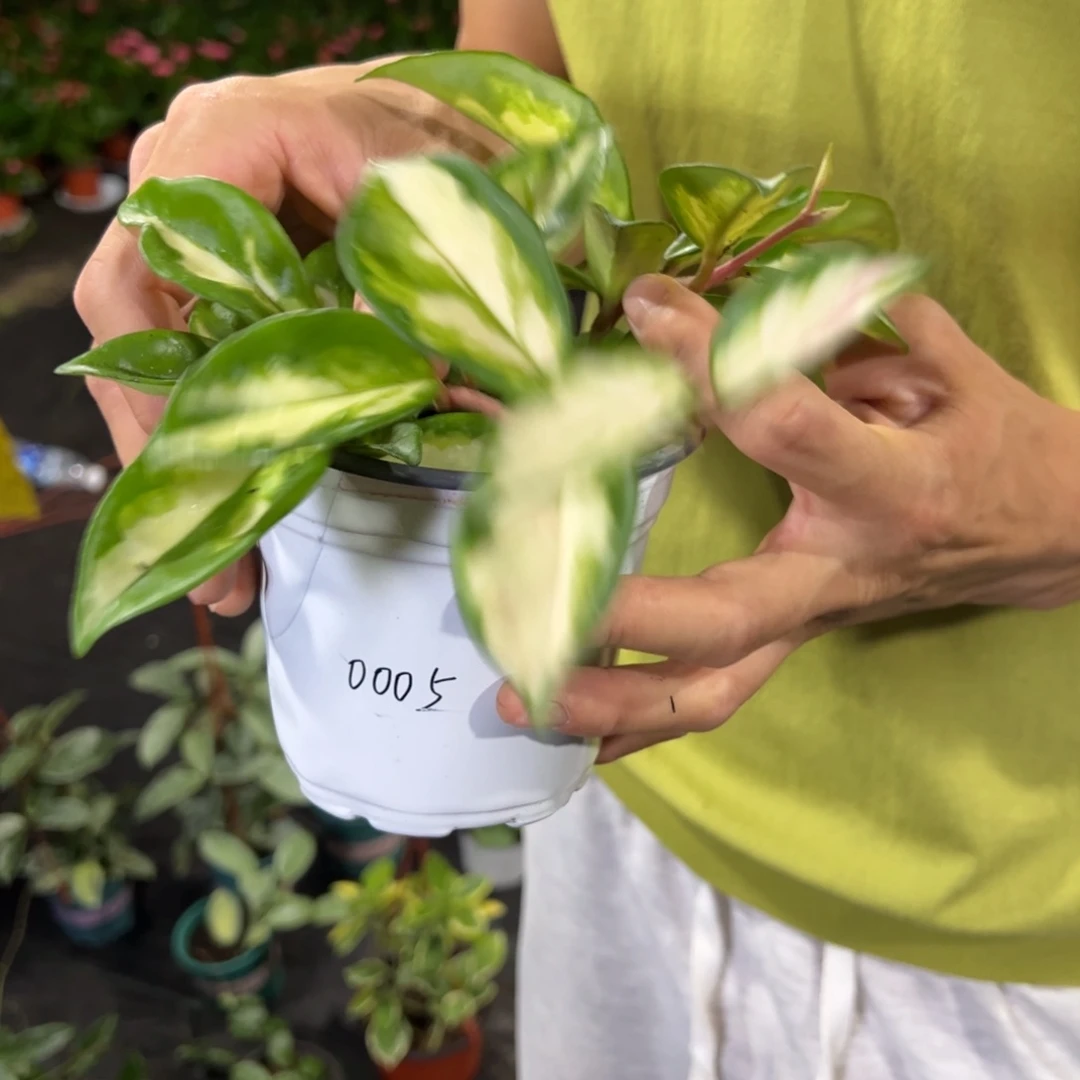 清***️无花朵圆叶内锦球兰