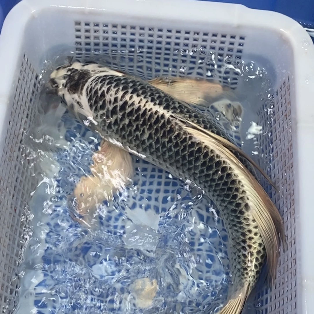 锦鲤冷水锦鲤包邮