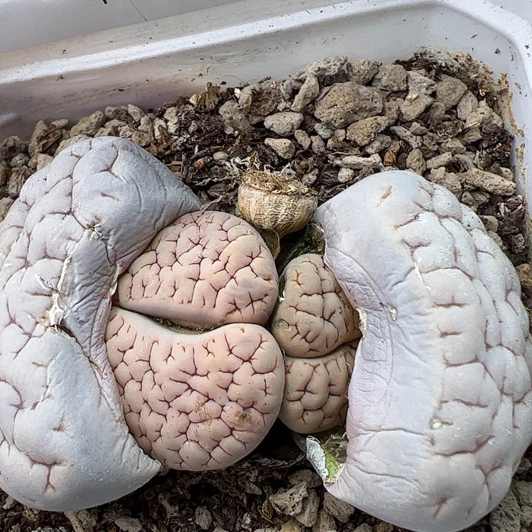 117011…189荒玉带盆发