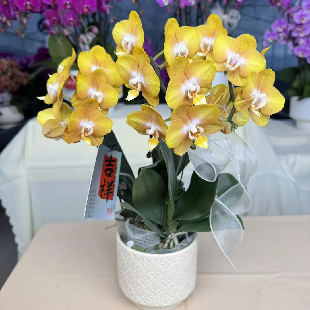 精品蝴蝶兰【拉斯维加斯】鲜花盆栽好养活多样性发货