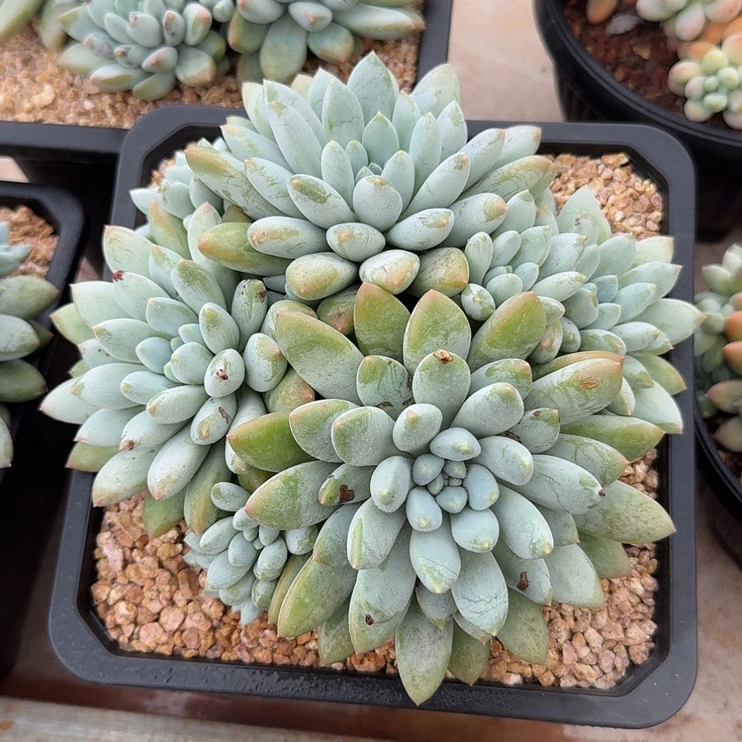 沃版大叶奶糖整无砍群生