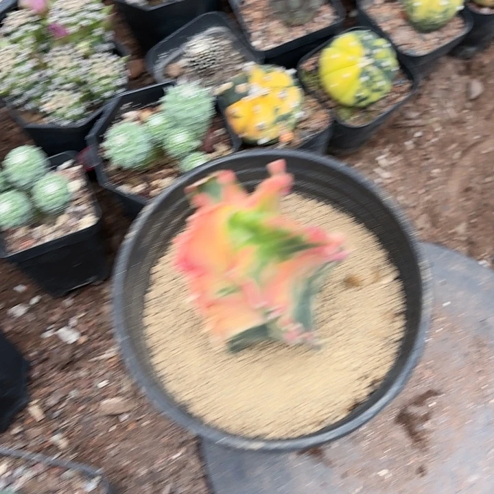 当前无花栽培后可以开花