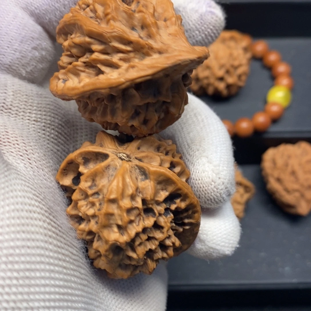 秦岭森林茂密地栖息