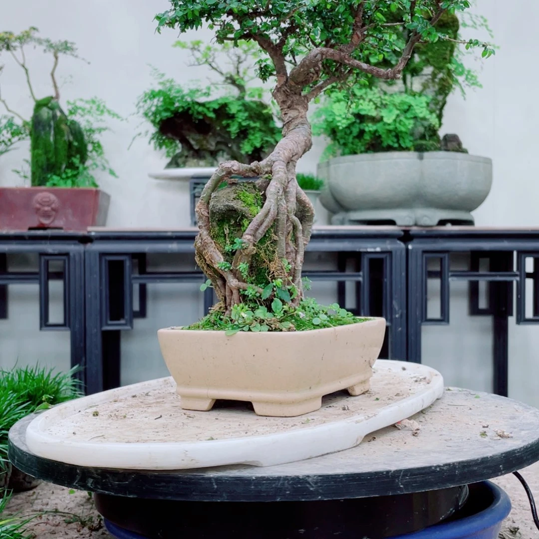 无铅玻璃天***吧铁线蕨铁线蕨铁线蕨