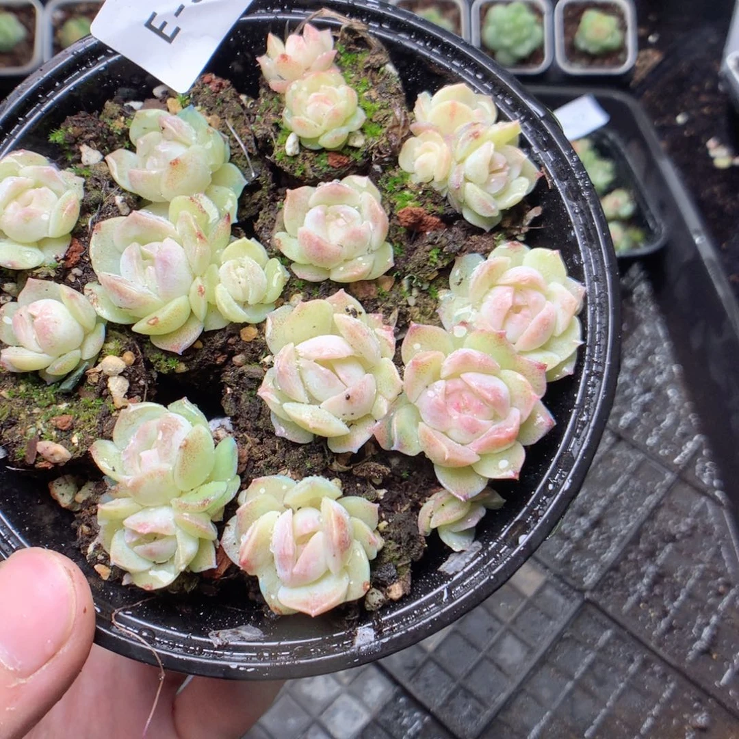 无花朵E56梦幻泡影yyyyy