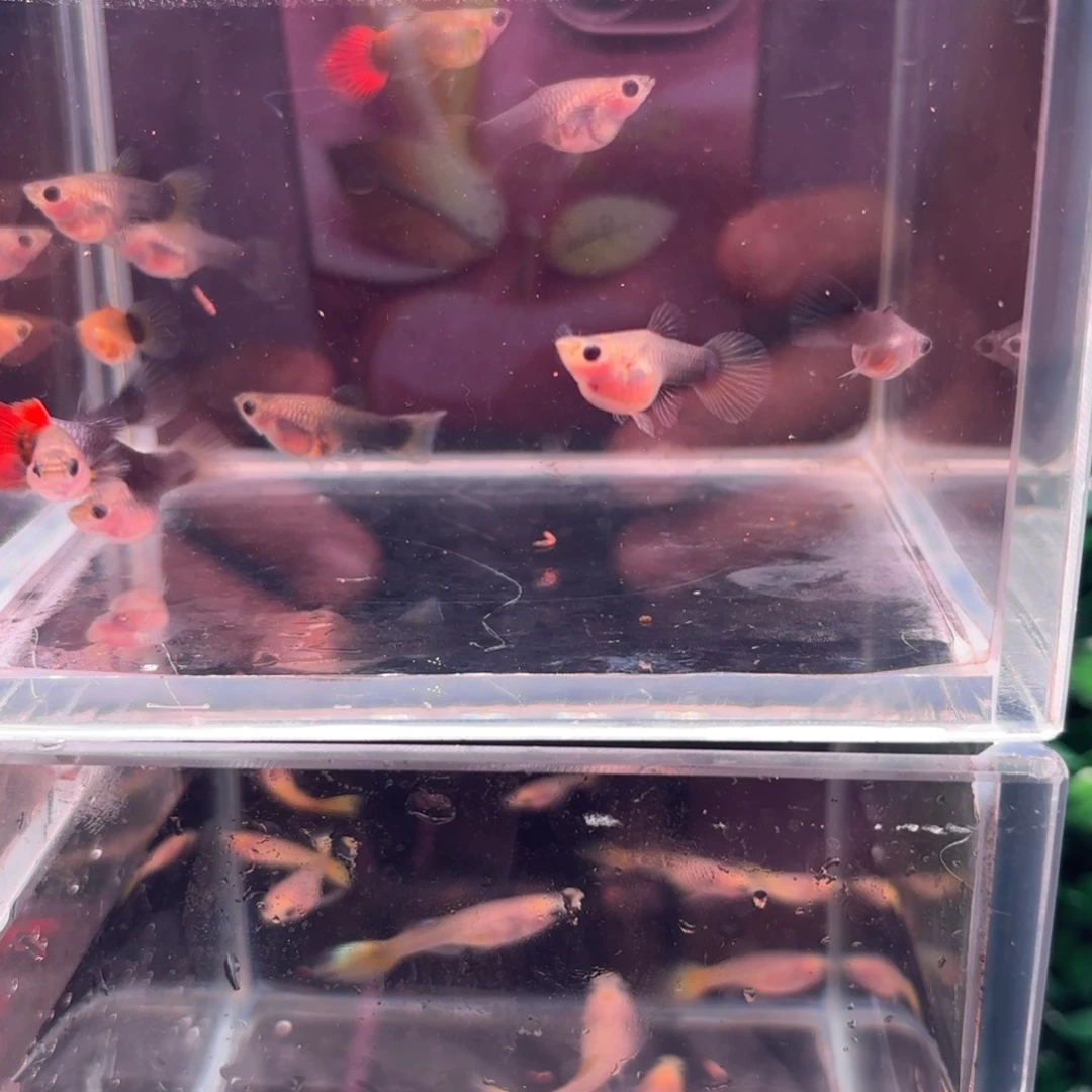 孔雀鱼蓝礼服短体12条