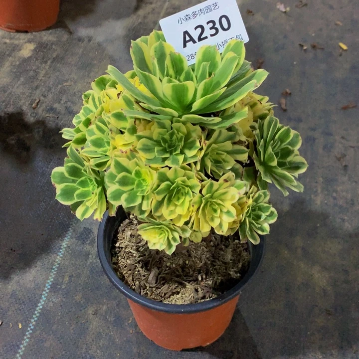 逸*迈巴赫法师230