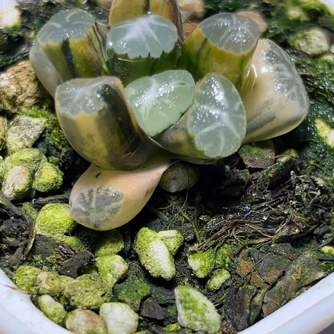 十二卷多肉植物2欧象