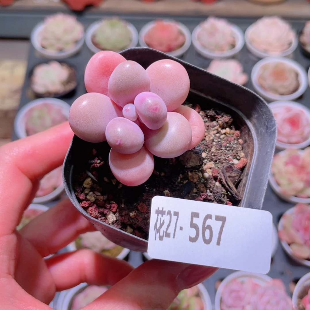 花利美27-567桃蛋