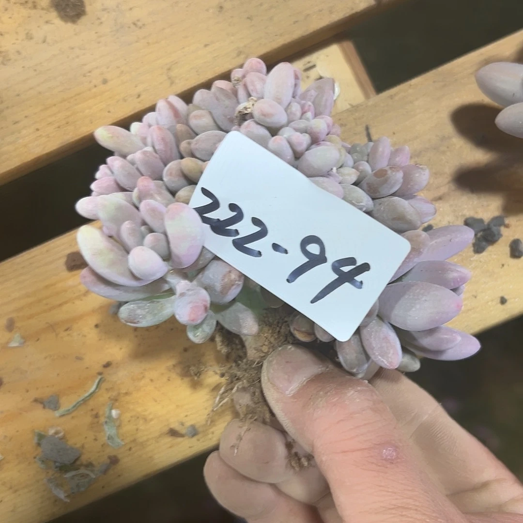 222-94汤圆缀化多肉