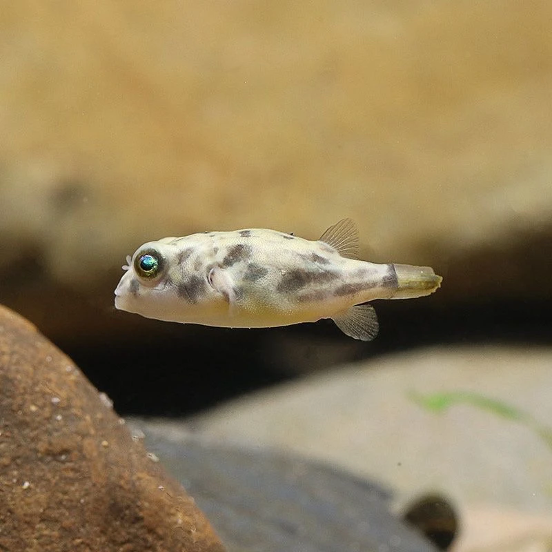 斑马狗头河豚鱼斑狗头鱼苗小型热带鱼观赏鱼淡水河豚凶猛鱼苗活体