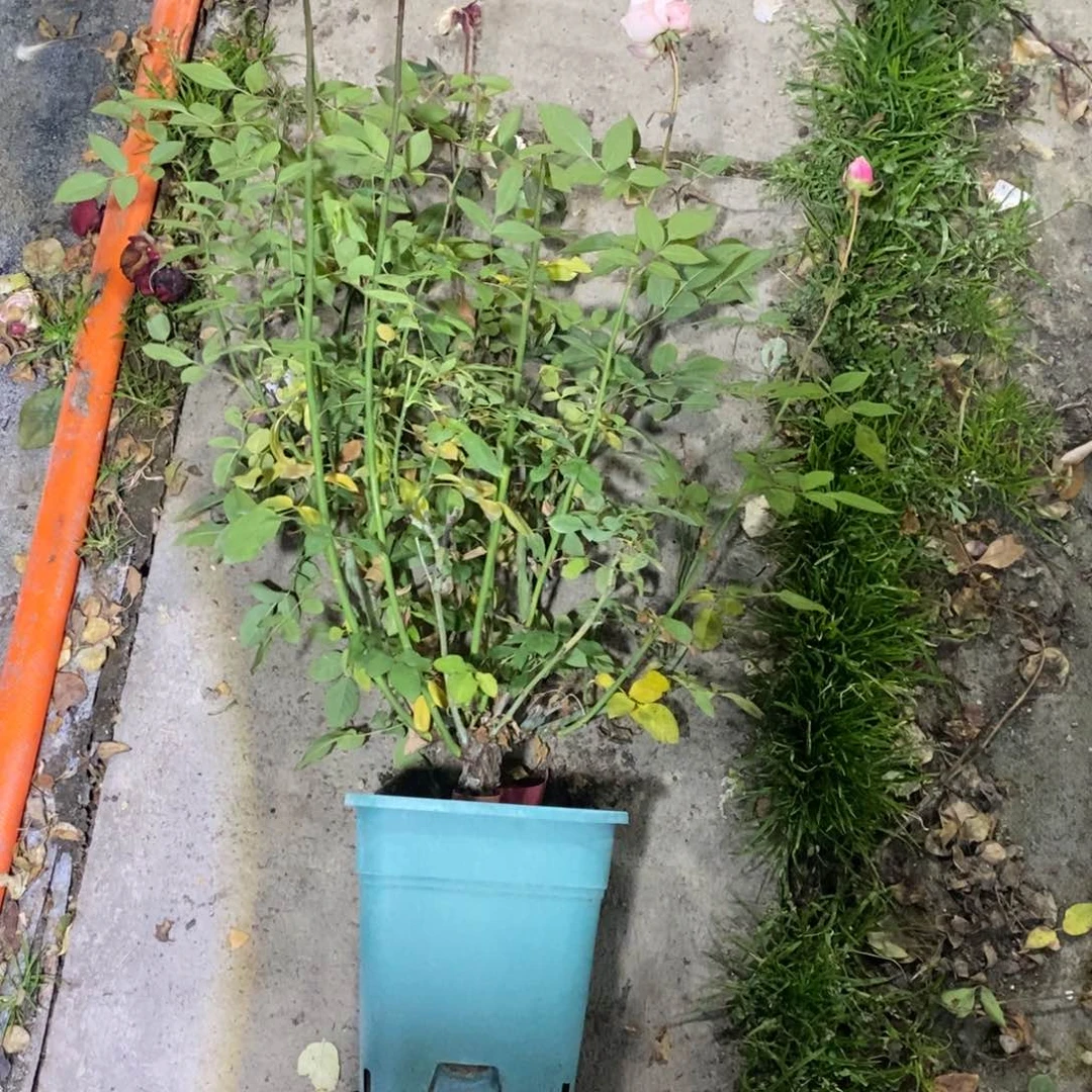 无花朵杏仁果冻玫瑰土球发货